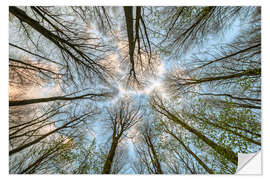 Selvklebende plakat Looking into the treetops