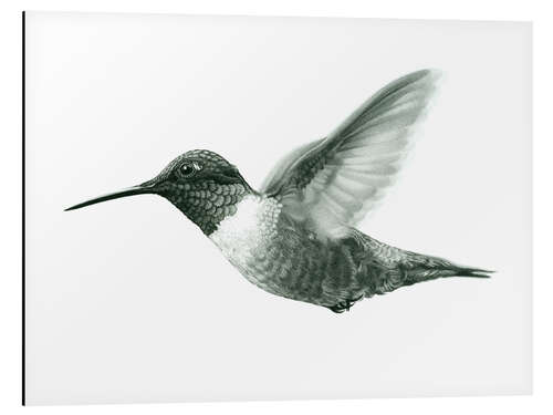 Stampa su alluminio Ruby Throated Hummingbird Sketch