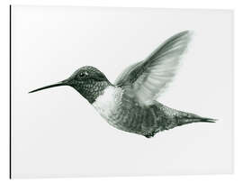 Tableau en aluminium Ruby Throated Hummingbird Sketch