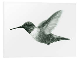 Foam board print Ruby Throated Hummingbird Sketch