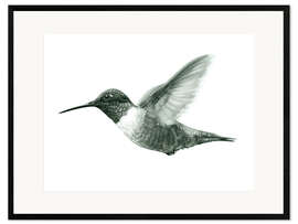 Inramat konsttryck Ruby Throated Hummingbird Sketch