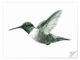 Selvklebende plakat Ruby Throated Hummingbird Sketch