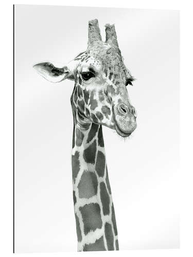 Gallery print Sketch Of A Smiling Giraffe