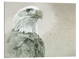 Cuadro de plexi-alu Bald Eagle Majestic