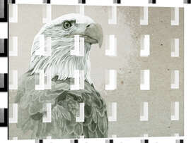 Magnettafel Majestätischer Weißkopfseeadler