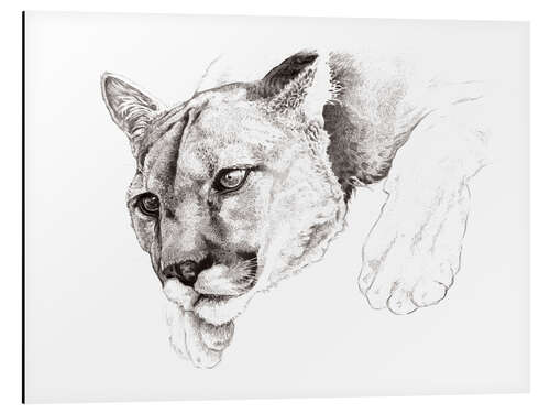 Aluminium print Sketch Of A Captived Mountain Lion