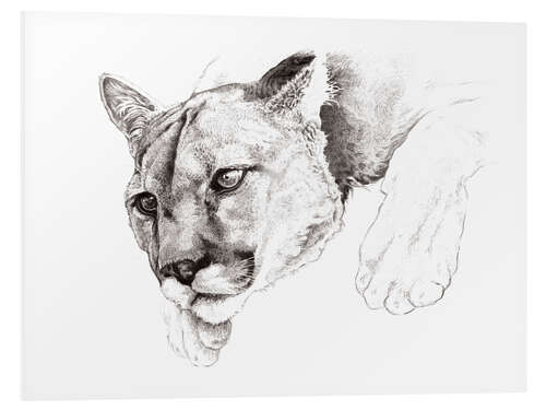 Stampa su PVC Sketch Of A Captived Mountain Lion