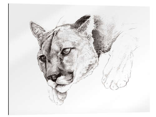 Quadro em plexi-alumínio Sketch Of A Captived Mountain Lion