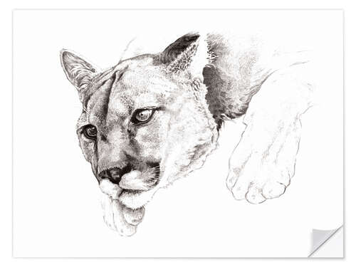 Vinilo para la pared Sketch Of A Captived Mountain Lion