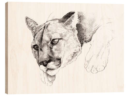 Cuadro de madera Sketch Of A Captived Mountain Lion