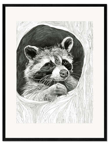 Plakat artystyczny premium w ramie Raccoon In A Hollow Tree Sketch