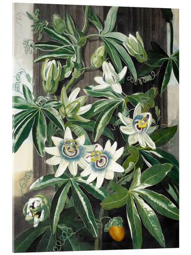 Acrylglas print The blue passion flower (Passiflora caerulea)