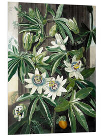 Tableau en PVC The blue passion flower (Passiflora caerulea)