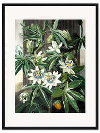 Gerahmter Kunstdruck Die blaue Passionsblume (Passiflora caerulea)
