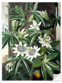 Sticker mural The blue passion flower (Passiflora caerulea)