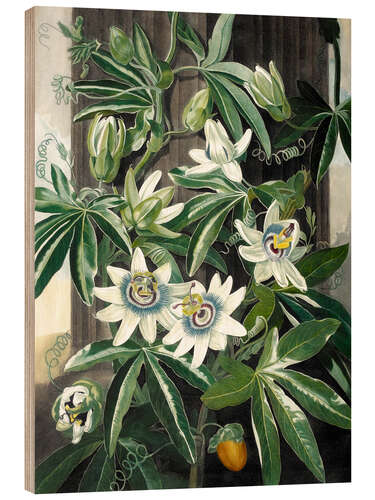 Wood print The blue passion flower (Passiflora caerulea)