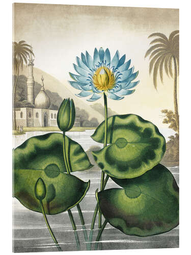 Akrylglastavla The blue Egyptian water-lily
