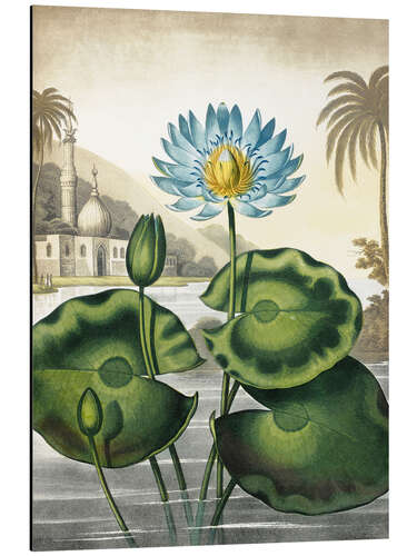 Aluminiumsbilde The blue Egyptian water-lily