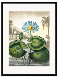 Stampa artistica con cornice The blue Egyptian water-lily