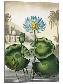 Magnettafel Die blaue ägyptische Wasser-Lilie