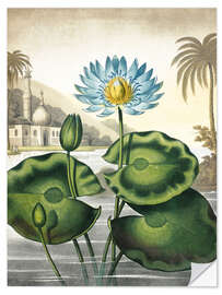 Muursticker The blue Egyptian water-lily