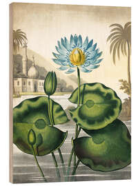 Trätavla The blue Egyptian water-lily