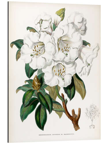 Alubild Rhododendron, Gräfin von Haddington