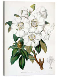 Canvas print Rhododendron, Countess of Haddington