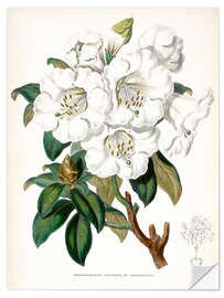 Wandsticker Rhododendron, Gräfin von Haddington