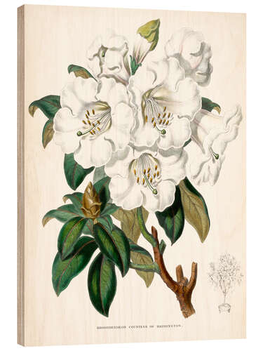 Hout print Rododendron, Countess of Haddington