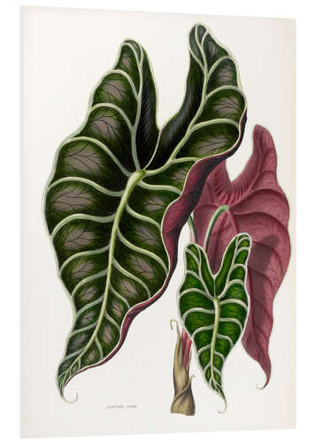 Hartschaumbild Alocasia lowii