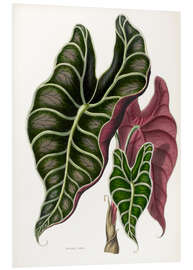 Quadro em PVC Alocasia Lowii