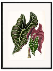 Gerahmter Kunstdruck Alocasia lowii