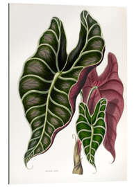 Gallery print Alocasia Lowii