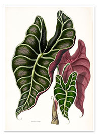 Wandbild Alocasia lowii - Sowerby Collection