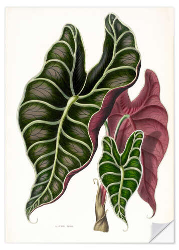 Vinilo para la pared Alocasia Lowii