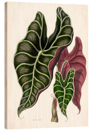 Holzbild Alocasia lowii