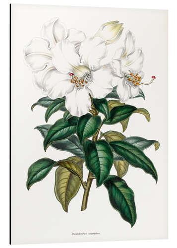 Aluminium print Rhododendron calophyllum