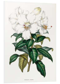 Foam board print Rhododendron calophyllum