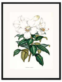 Gerahmter Kunstdruck Rhododendron calophyllum