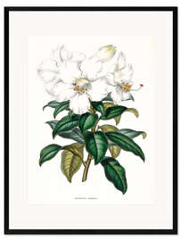 Impressão artística com moldura Rhododendron calophyllum