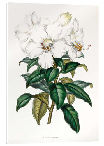 Gallery print Rhododendron calophyllum