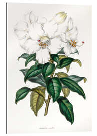 Tableau en plexi-alu Rhododendron calophyllum