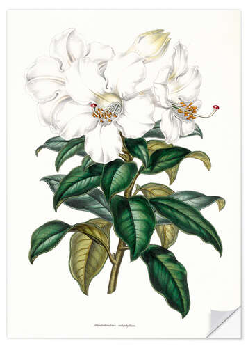 Wandsticker Rhododendron calophyllum