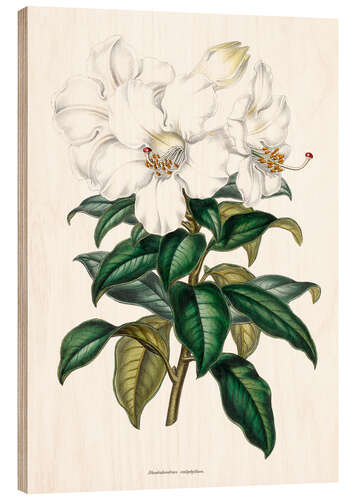 Trätavla Rhododendron calophyllum
