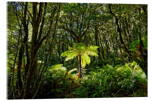 Akrylbilde Tree fern in the rainforest New Zealand