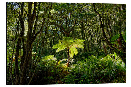 Tableau en aluminium Tree fern in the rainforest New Zealand