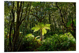 Foam board print Tree fern in the rainforest New Zealand