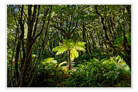 Print  Tree fern in the rainforest New Zealand - Michael Rucker