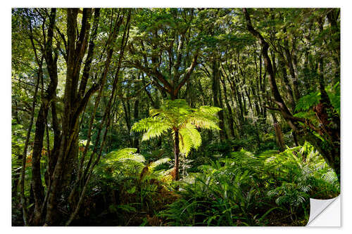 Wall sticker Tree fern in the rainforest New Zealand